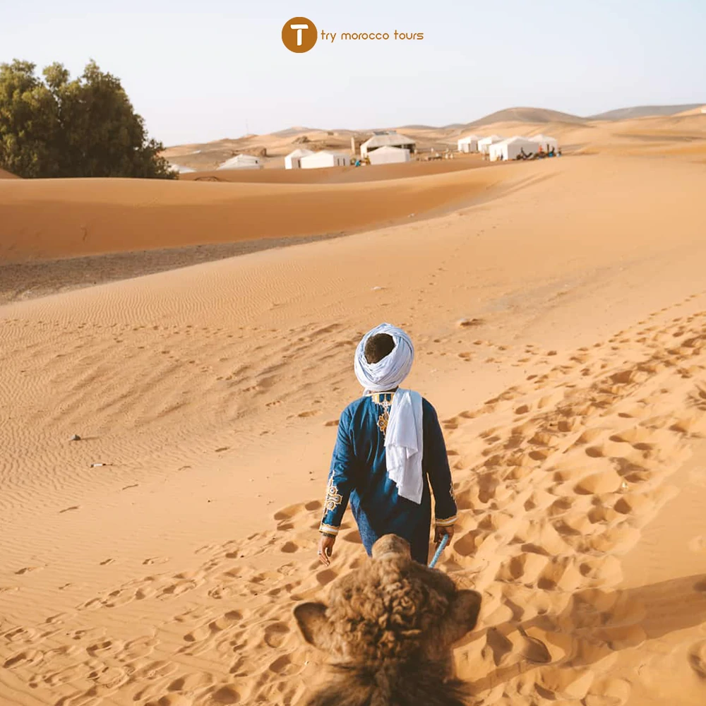 camel desert