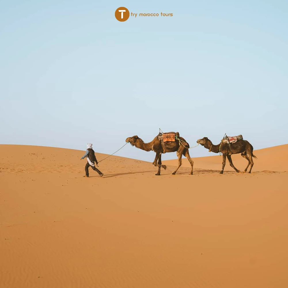 camel ride merzouga