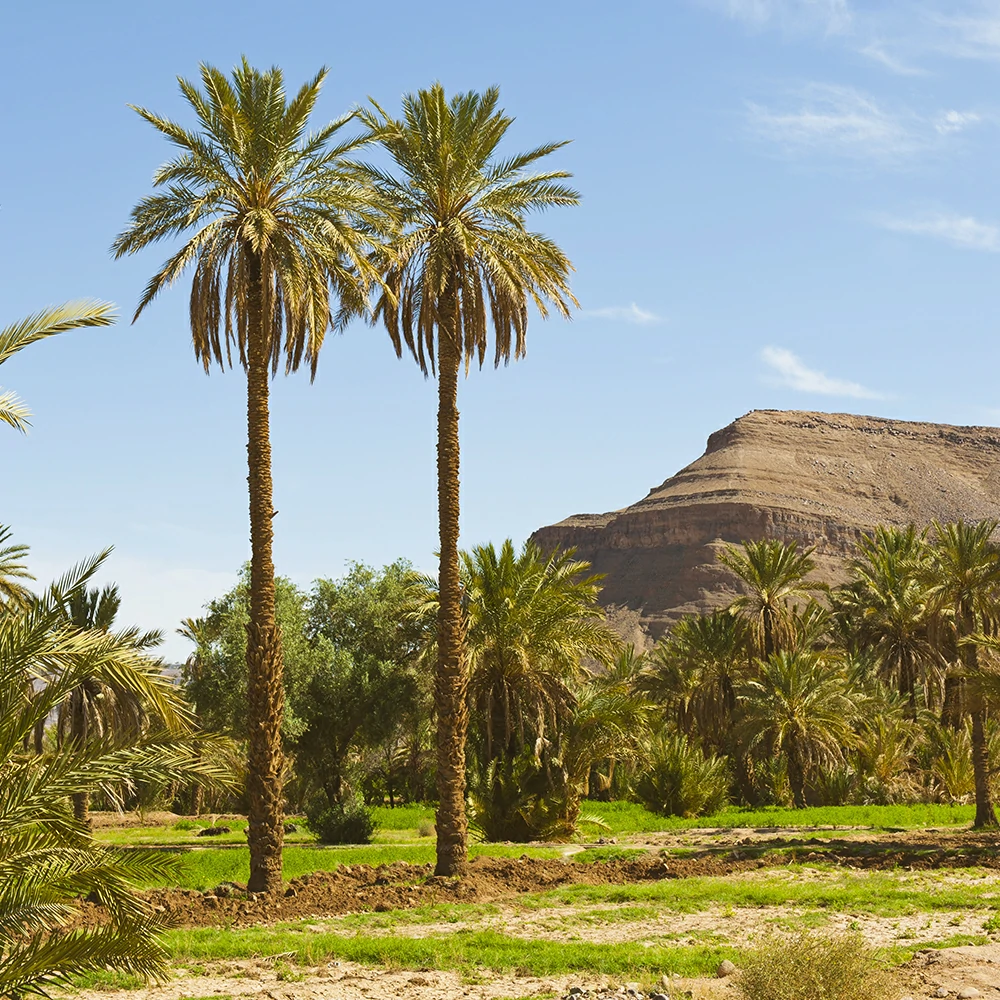 wild desert tours