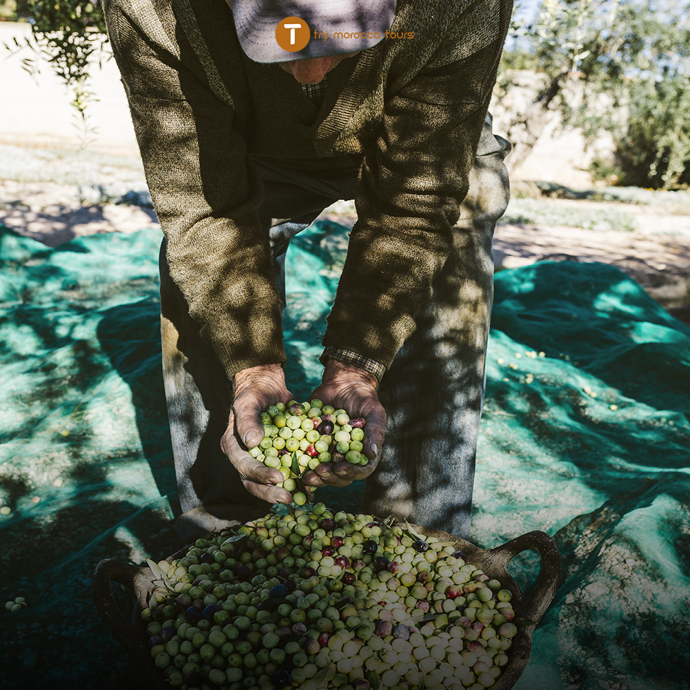 moroccan oil olive