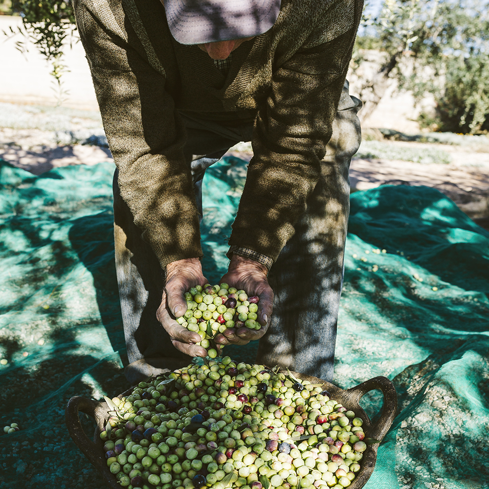 moroccan olive oil brands