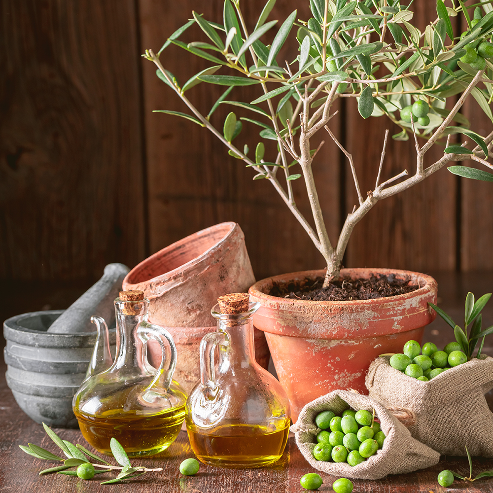 olive oil from morocco